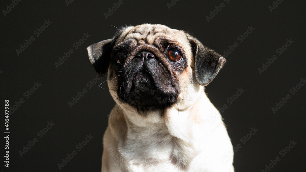 pug portrait on black background