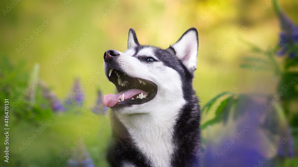 smile husky in flowers smile husky in flowers
