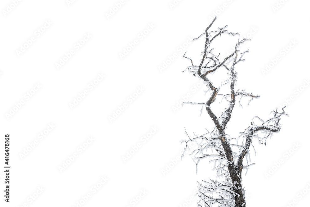 Frozen bare tree branch covered with frost isolated on white background