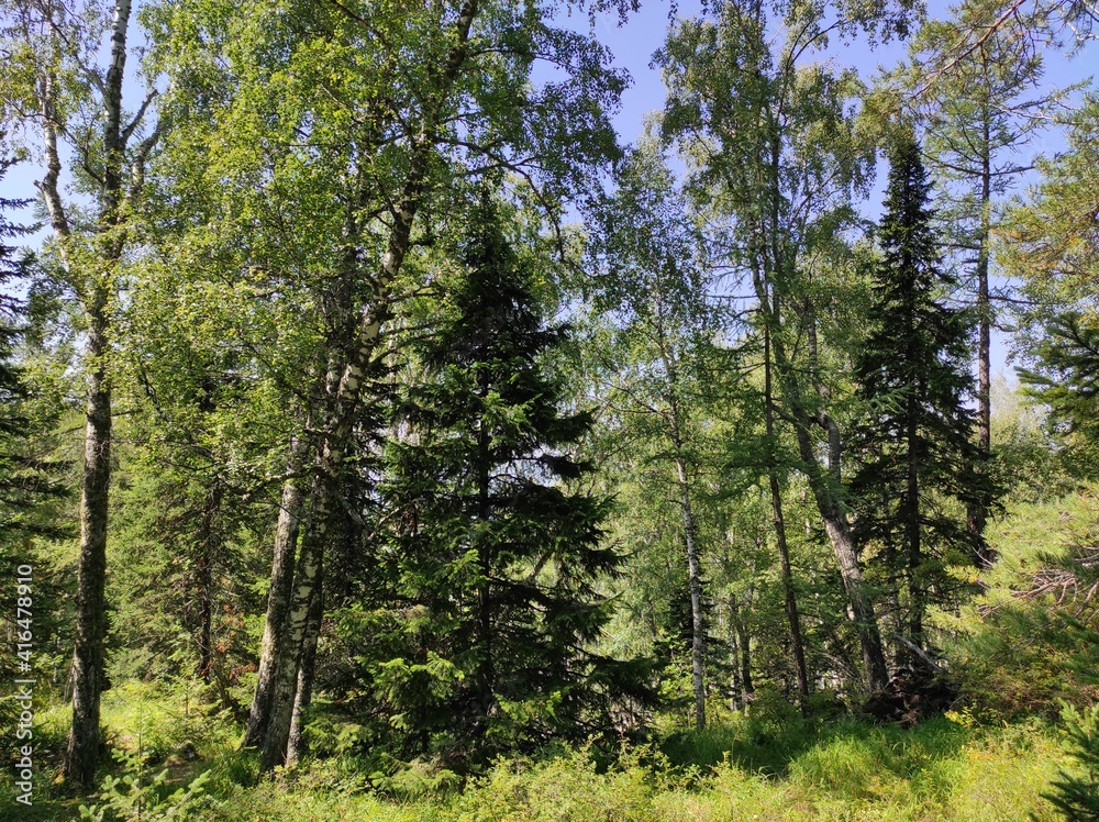 forest and mountains forest and mountains