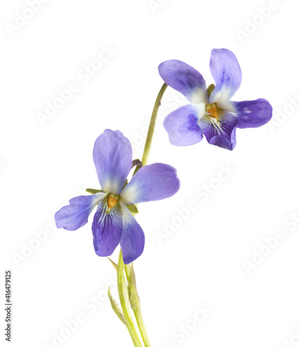Fototapeta Naklejka Na Ścianę i Meble -  Two flower of Wood Violet (Viola Odorata) isolated on white background. Shallow depth of field. Selective focus