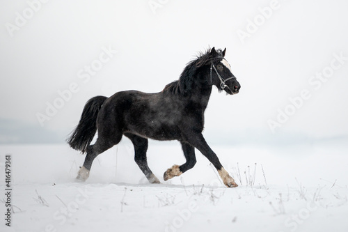 Beautiful stunning animal  horse stallion mare of welsh pony on snowy background. Running horse in snow.