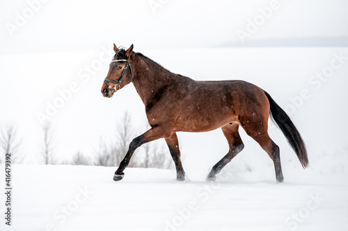 Running brown english thoroughbred on snow. Power, elegance.