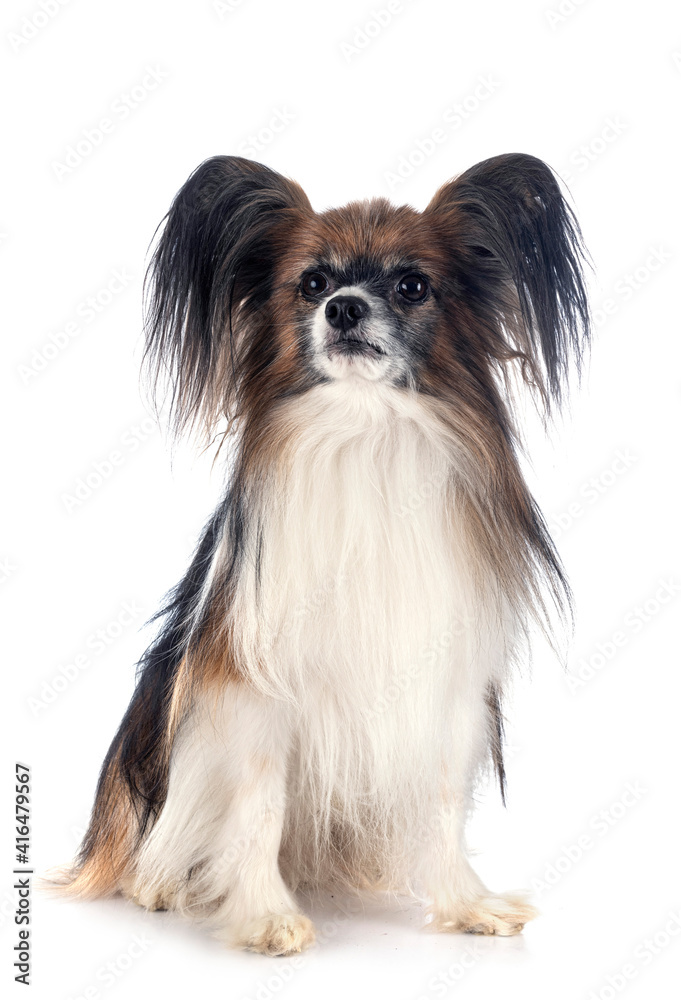 papillon dog in studio papillon dog in studio