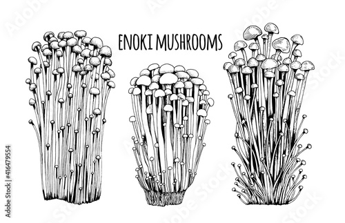 Enoki mushrooms Vector illustration hand drawn, family of edible mushrooms, Asian traditional cuisine, healthy organic food, vegetarian food, fresh mushrooms isolated on white background