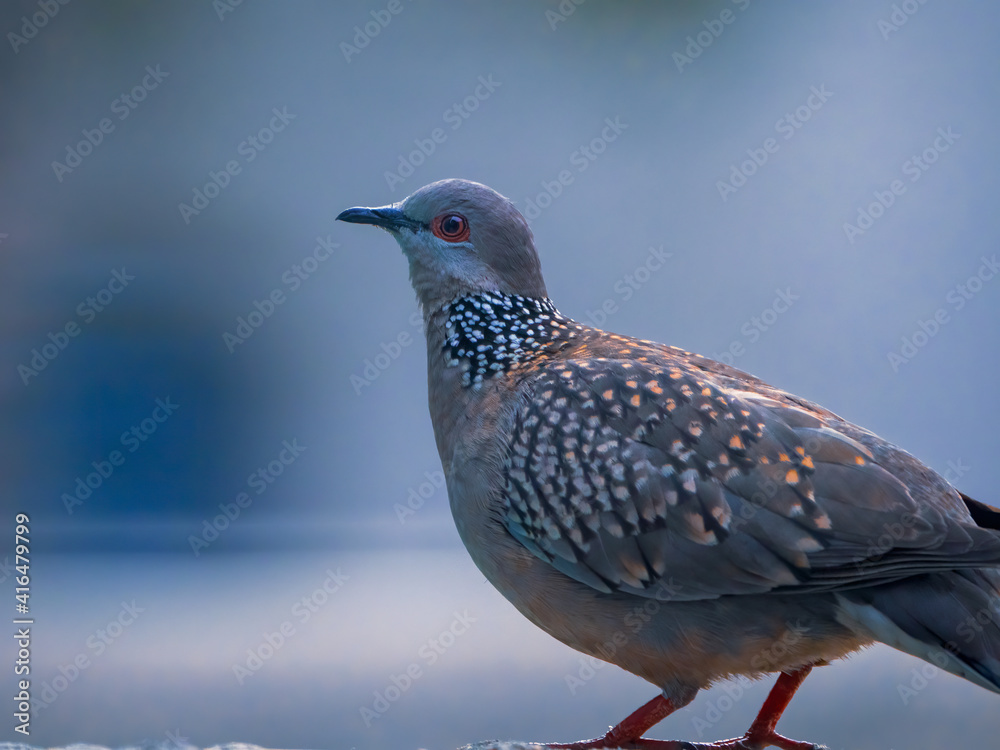 pigeon on a branch with blurred background pigeon on a branch with blurred background
