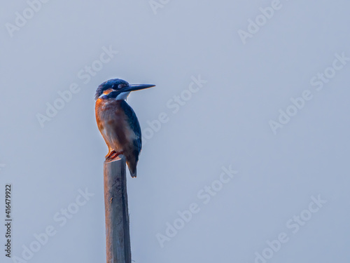 A kingfisher perched on a pole
