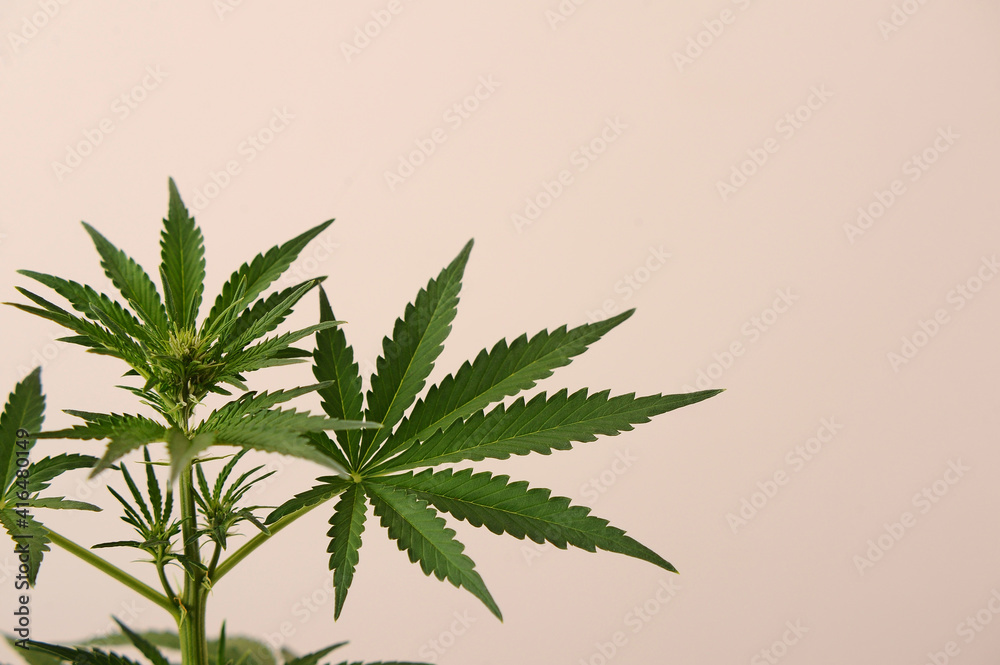 Marijuana stem on pink background. Cannabis shrub, young plant. Marijuana stem on pink background. Cannabis shrub, young plant.
