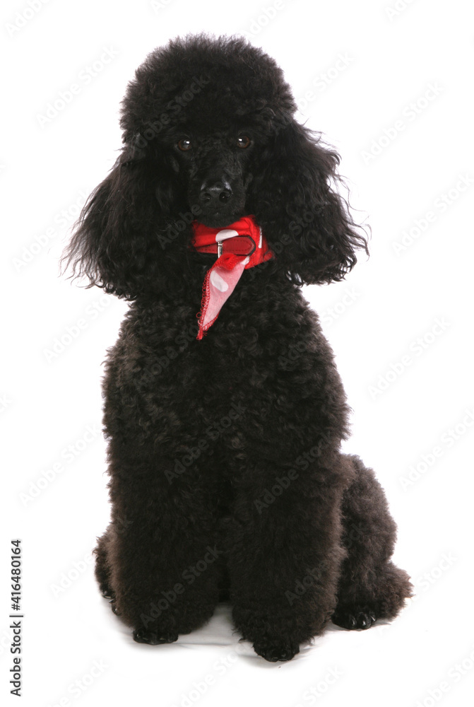 Poodle Poodle