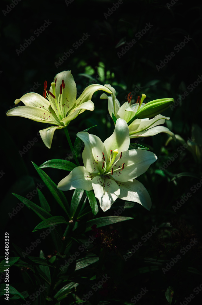 Fototapeta premium White lily flowers close up nature background 