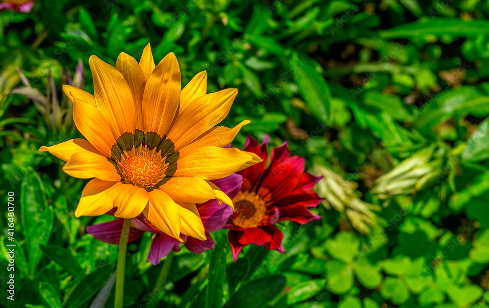 Beautiful daisy flowers in the nice summer Beautiful daisy flowers in the nice summer