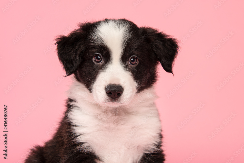 Portrait of a cute black and white border collie puppy looking at the camera on a pink background