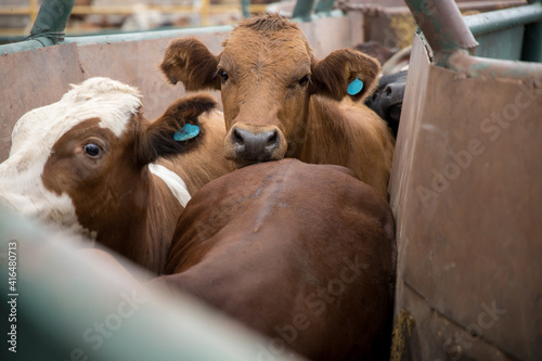 Feedlot cattle in a chute 2