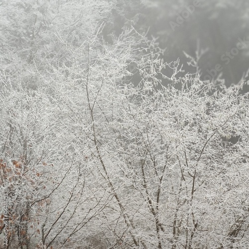 Blanche de hiver