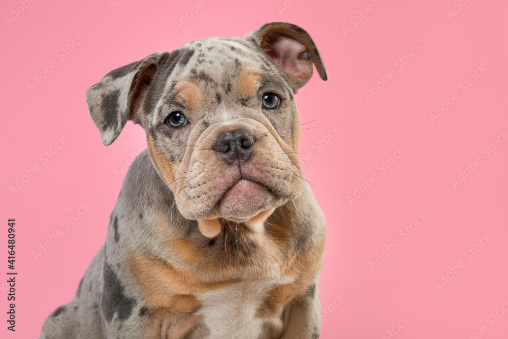Portrait of a cute old english bulldog puppy looking at the camera on a pink background
