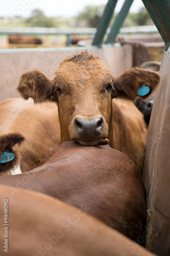Feedlot cattle in a chute 1