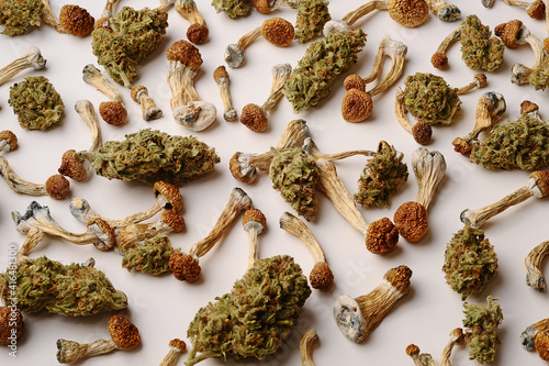 Microdosing concept.Dry psilocybin mushrooms and Marijuana buds on white background. Psychedelic experience. Hemp recreation, medical usage, legalization.