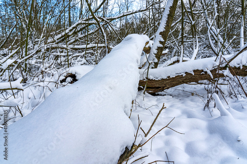 A fallen tree is covered with fresh snow in this primeval forest near Zoetermeer photo