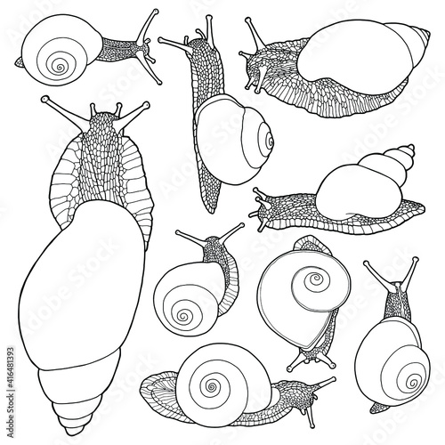 A set of snails of different shapes. Hand drawing realistic illustration. Black line isolated on white background. 