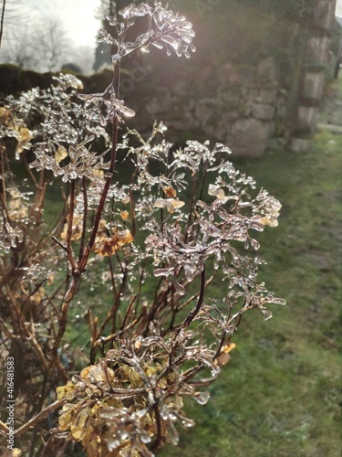 Fleur cristalize