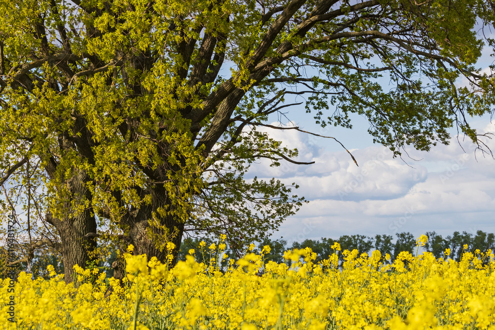 Naklejka premium beautiful tree on the edge of a rapeseed field