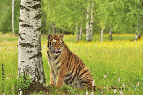 Tiger in the wild nature  © Lukas