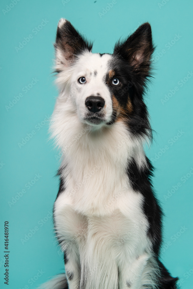 Portrait of border collie looking in a camera on a blue background