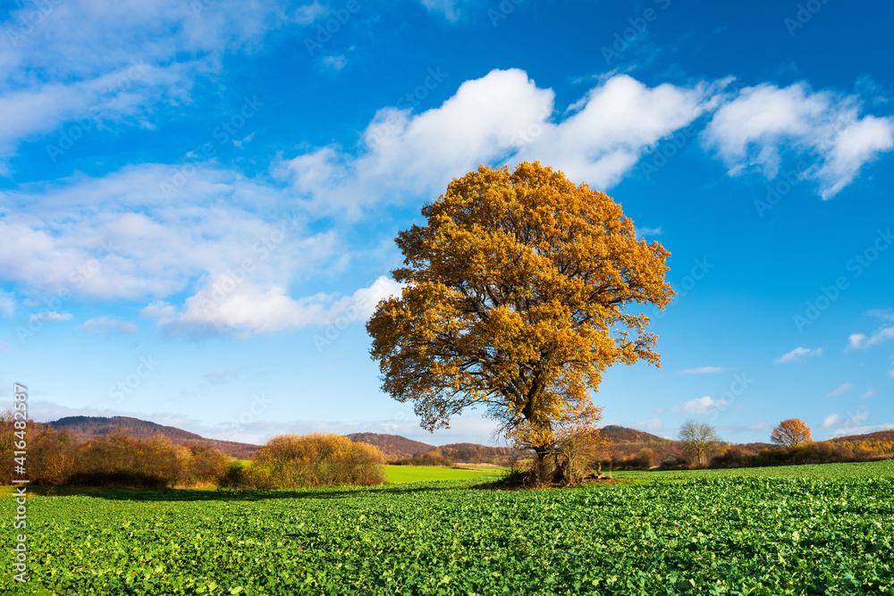Autumn landscape of solitary oak tree with orange leaves in green field under bright blue sky with white clouds