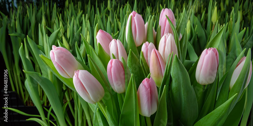 A group of tulips of the same variety on a background of green leaves and young tulips. Blooming tulips. Selective focus. Close up.