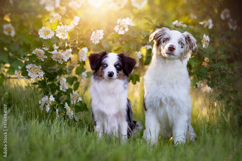 Two dogs, Australian Shepherd sitting in front of a flowering bush