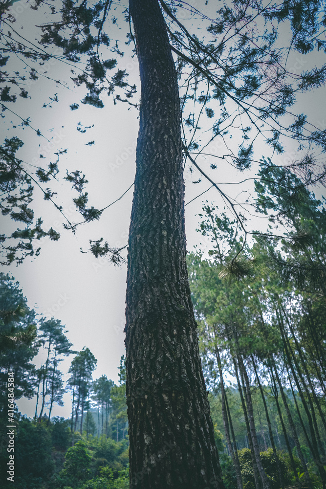 Fototapeta premium tree in forest