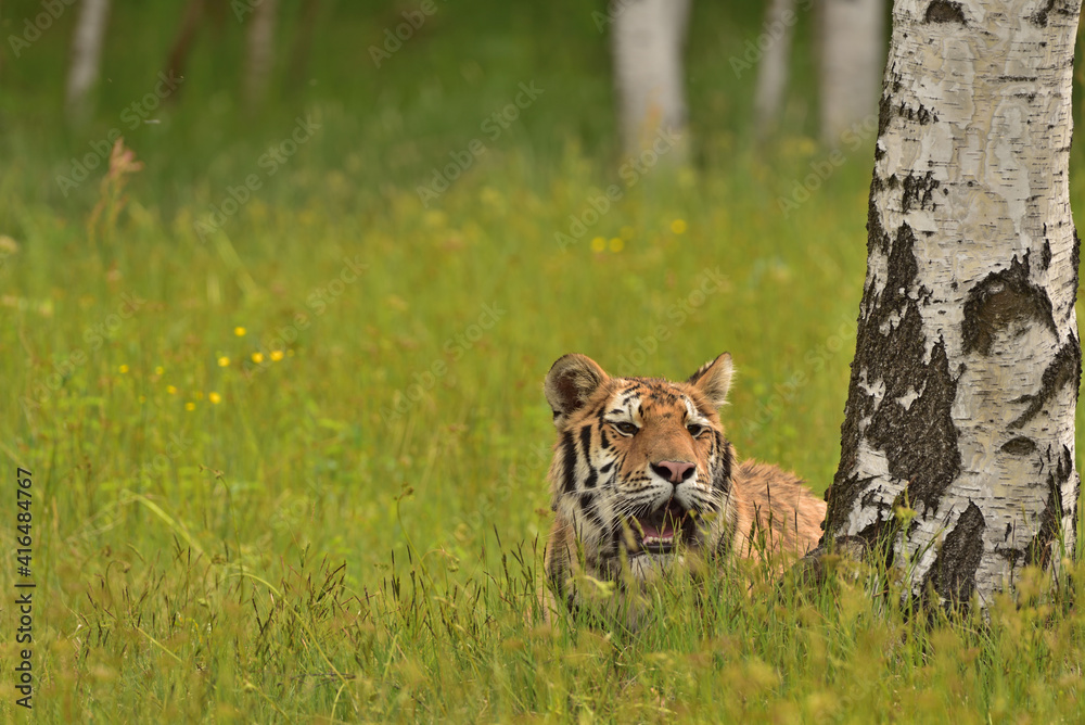 Fototapeta premium Tiger in the wild nature 