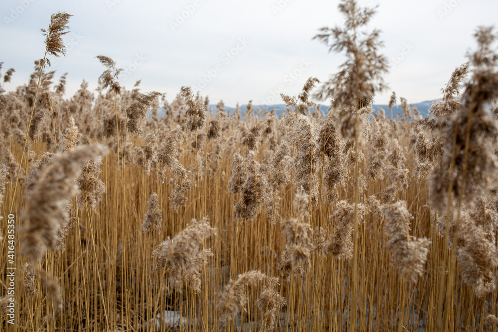 Fototapeta premium wheat field in the wind