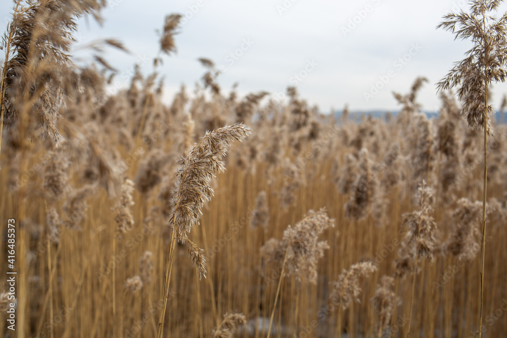 Fototapeta premium wheat field in the wind