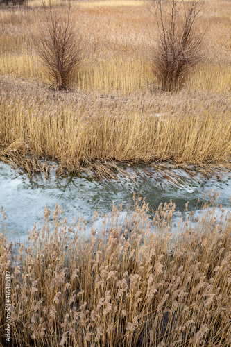 reeds on the frozen river