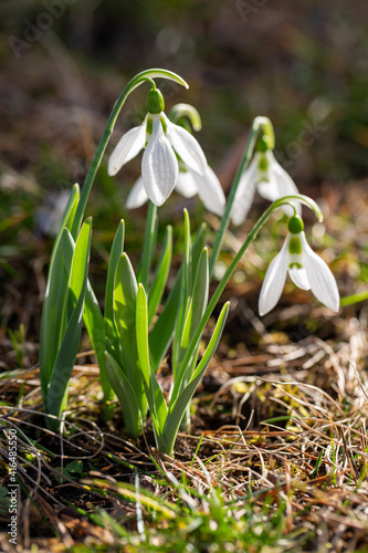 common snowdrop - blooming white flowers in early spring, closeup