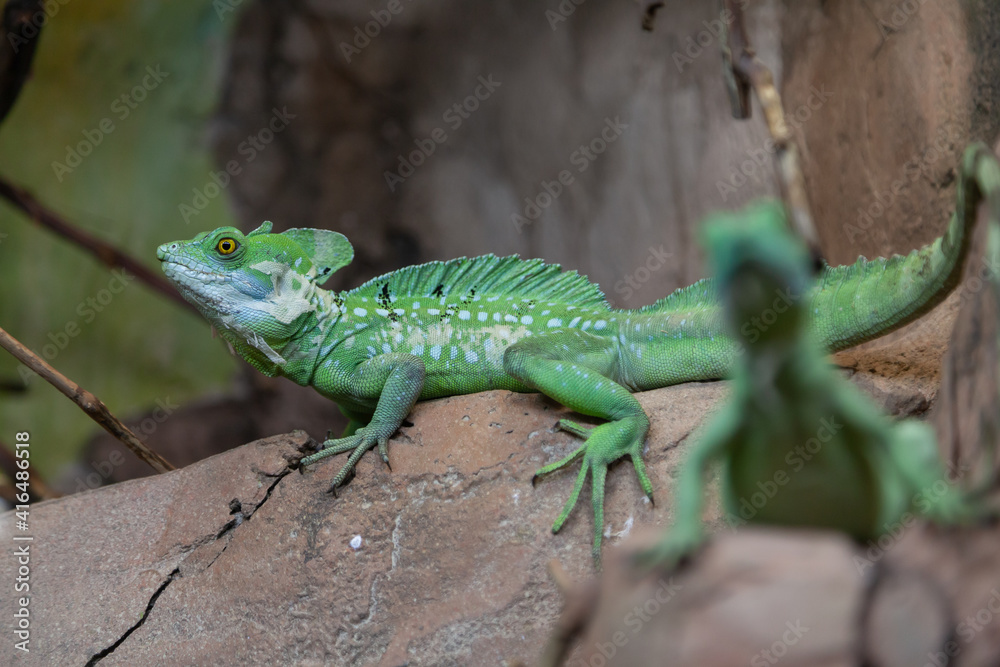 Green iguana sitting on stone close up Green iguana sitting on stone close up