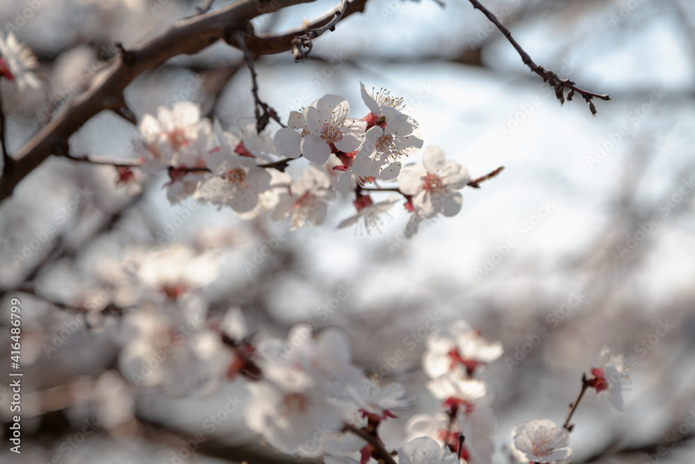 Blossoming cherry branch on blurred background Blossoming cherry branch on blurred background