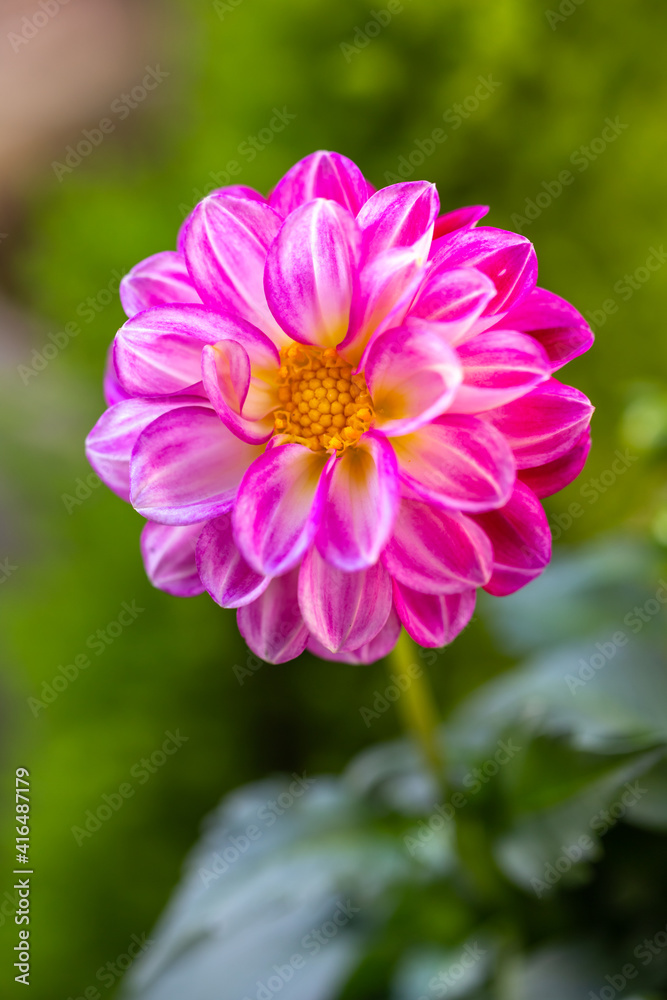 ダリアの花 ダリアの花