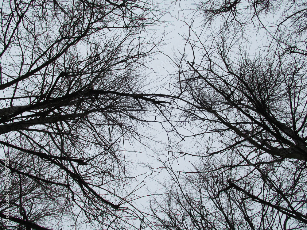 bare tree branches against a cloudy sky bare tree branches against a cloudy sky