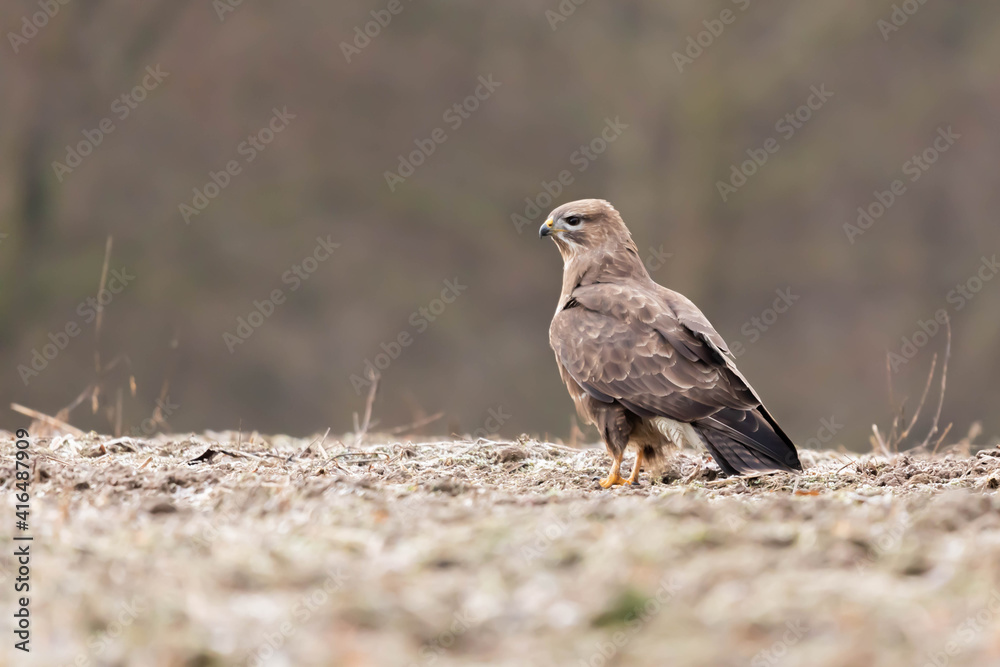 Myszolow zwyczajny Buteo buteo
Myszolow zwyczajny Buteo buteo