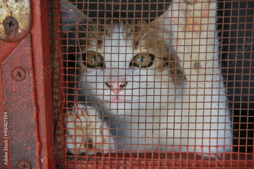 cat in cage