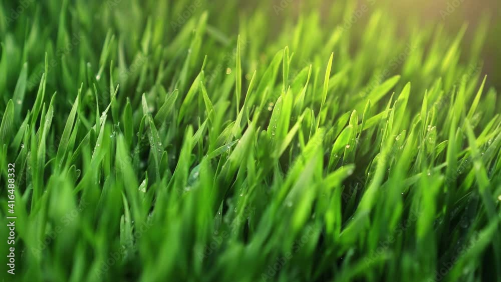 Lawn close-up. Fresh green grass with drops. Morning dew. Green field in sunlight after rain. Lawn close-up. Fresh green grass with drops. Morning dew. Green field in sunlight after rain.