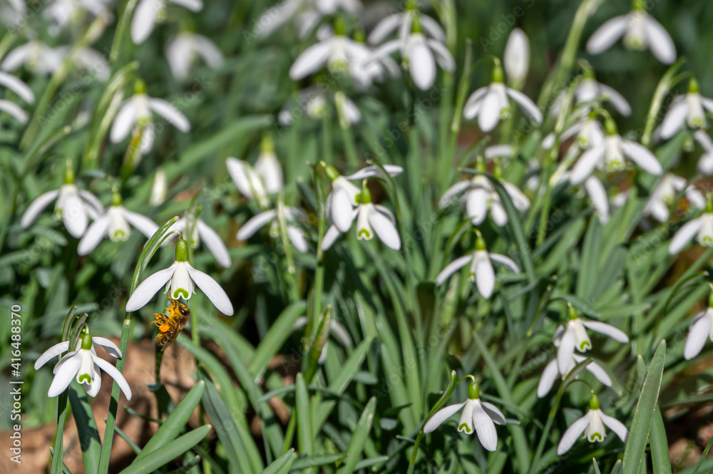 Obraz premium Honey bees feeding on pollen from early spring snowdrops in unusually warm, sunny February weather