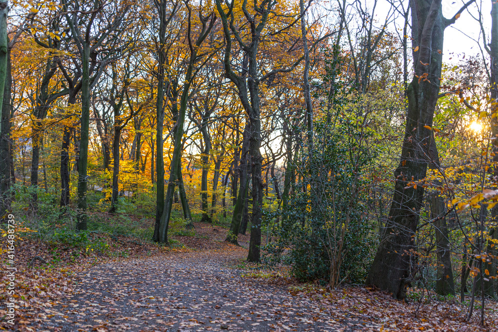 Golden autumn in the forest on the Kaiserberg in Duisburg in October Golden autumn in the forest on the Kaiserberg in Duisburg in October