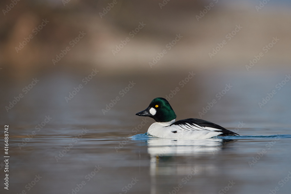 Obraz premium Male golden eye duck swims in Lake Constance