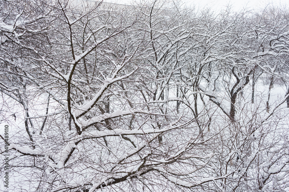 There are many snow-covered trees in the park There are many snow-covered trees in the park