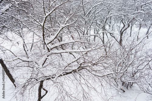 There are many snow-covered trees in the park