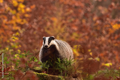Cute badger in the wild nature 