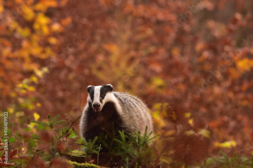 Cute badger in the wild nature 